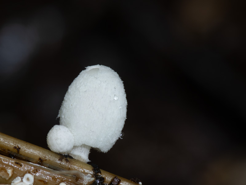 Coprinopsis urticicola Coprinopsis urticicola
